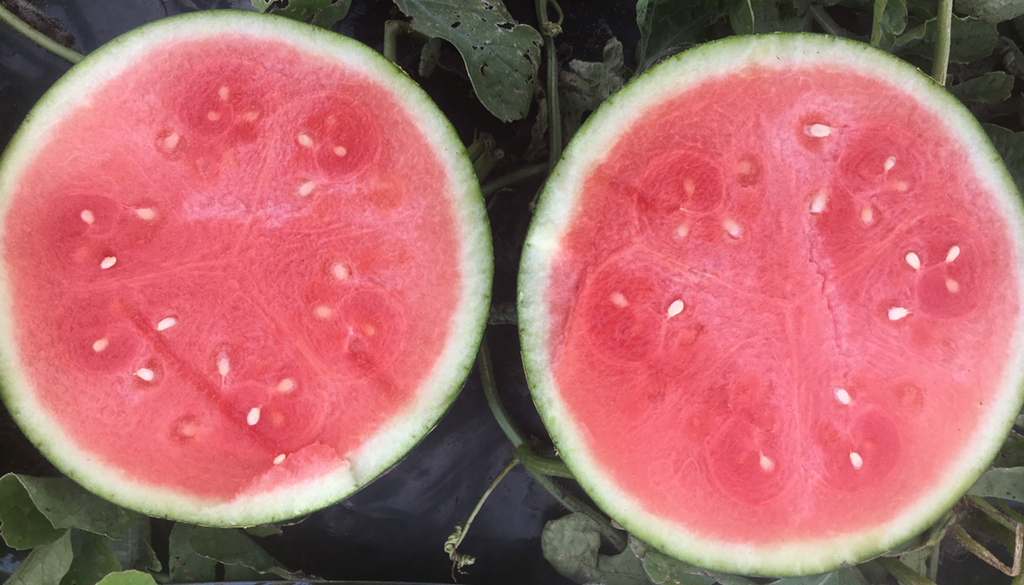 Watermelon Seedless - RED EMBLEM