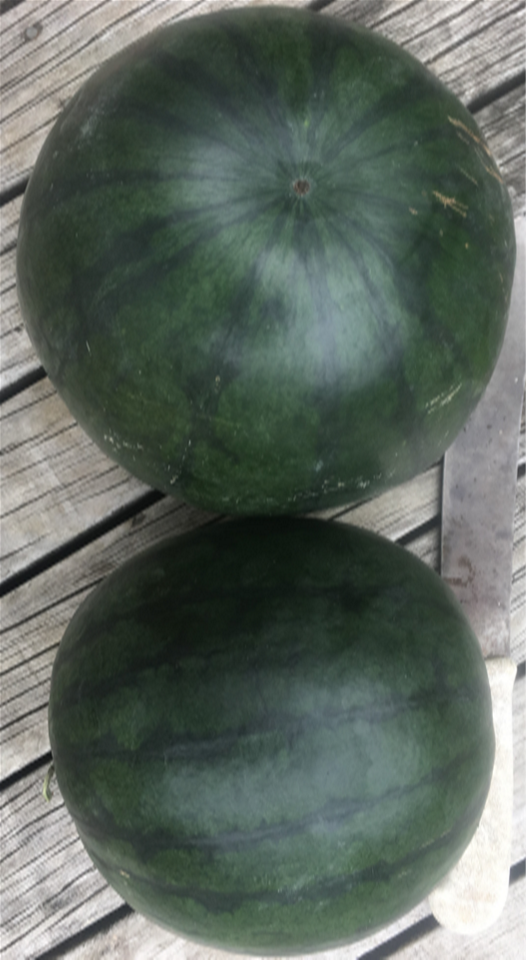 Watermelon Seedless - RED EMBLEM