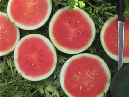 Watermelon Seedless - RED EMBLEM