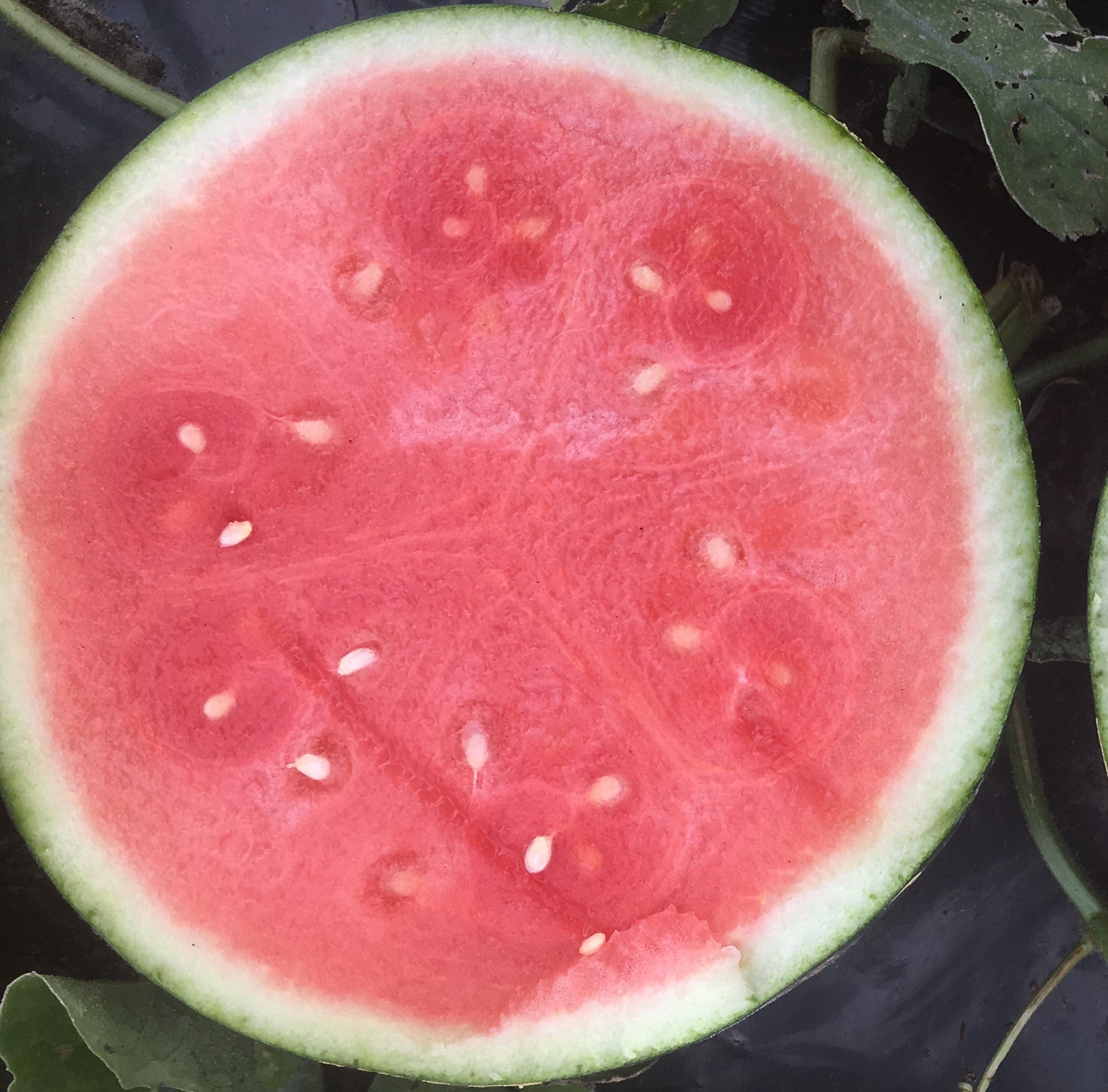 Watermelon Essential Seeded - SUGARCRUNCH