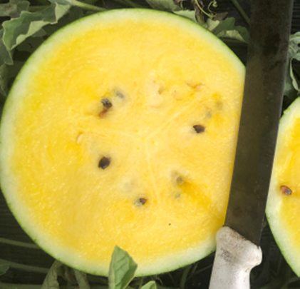 Watermelon Seeded - SWEETYELLOW