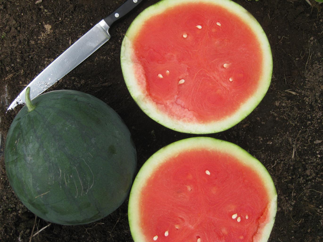 Watermelon Seedless - RED JEWEL