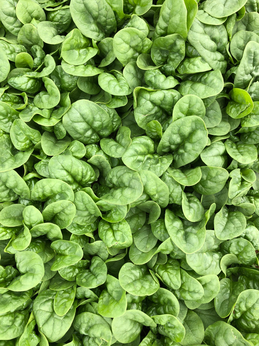 Spinach - YUMA