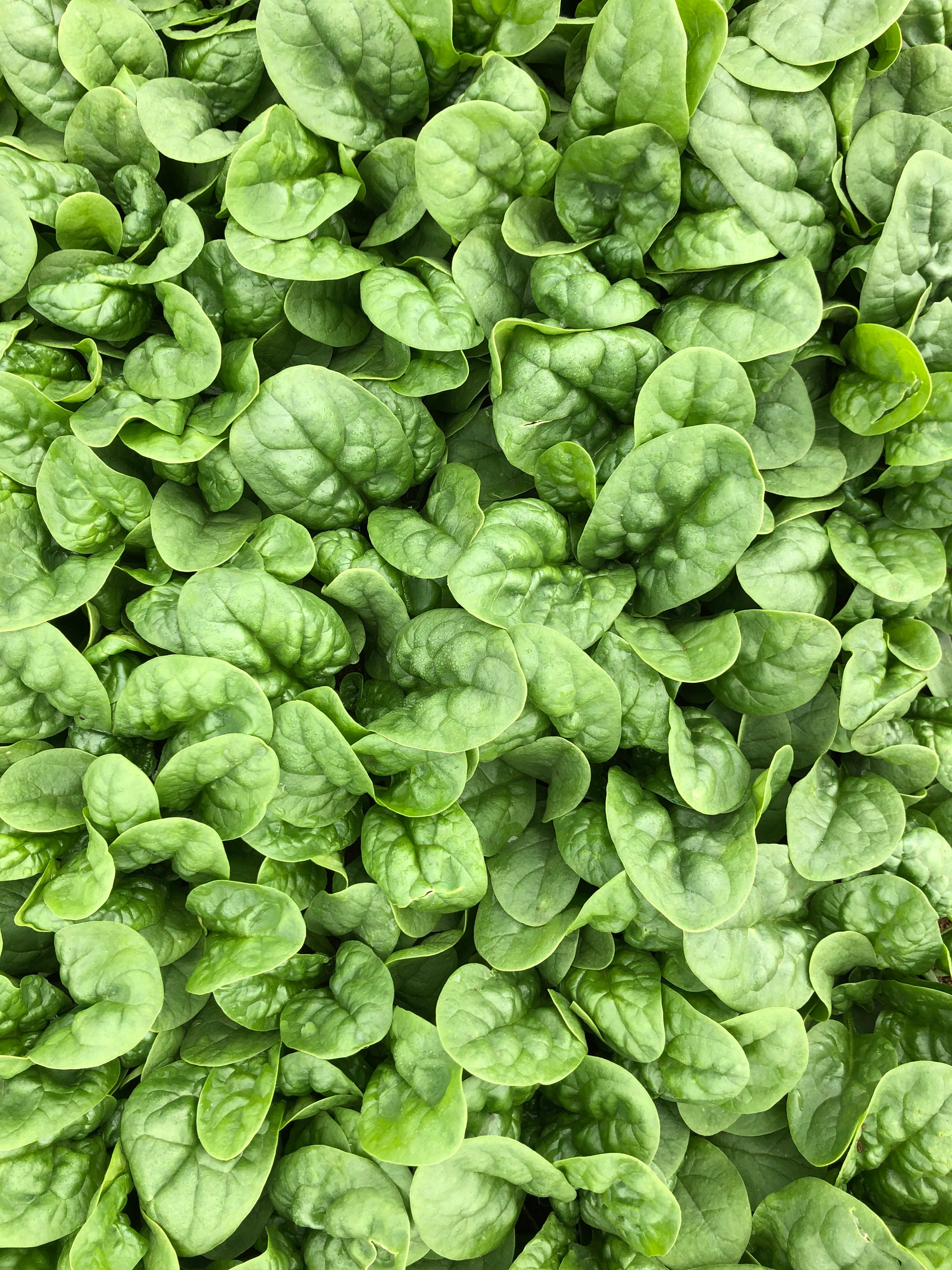 Spinach - YUMA