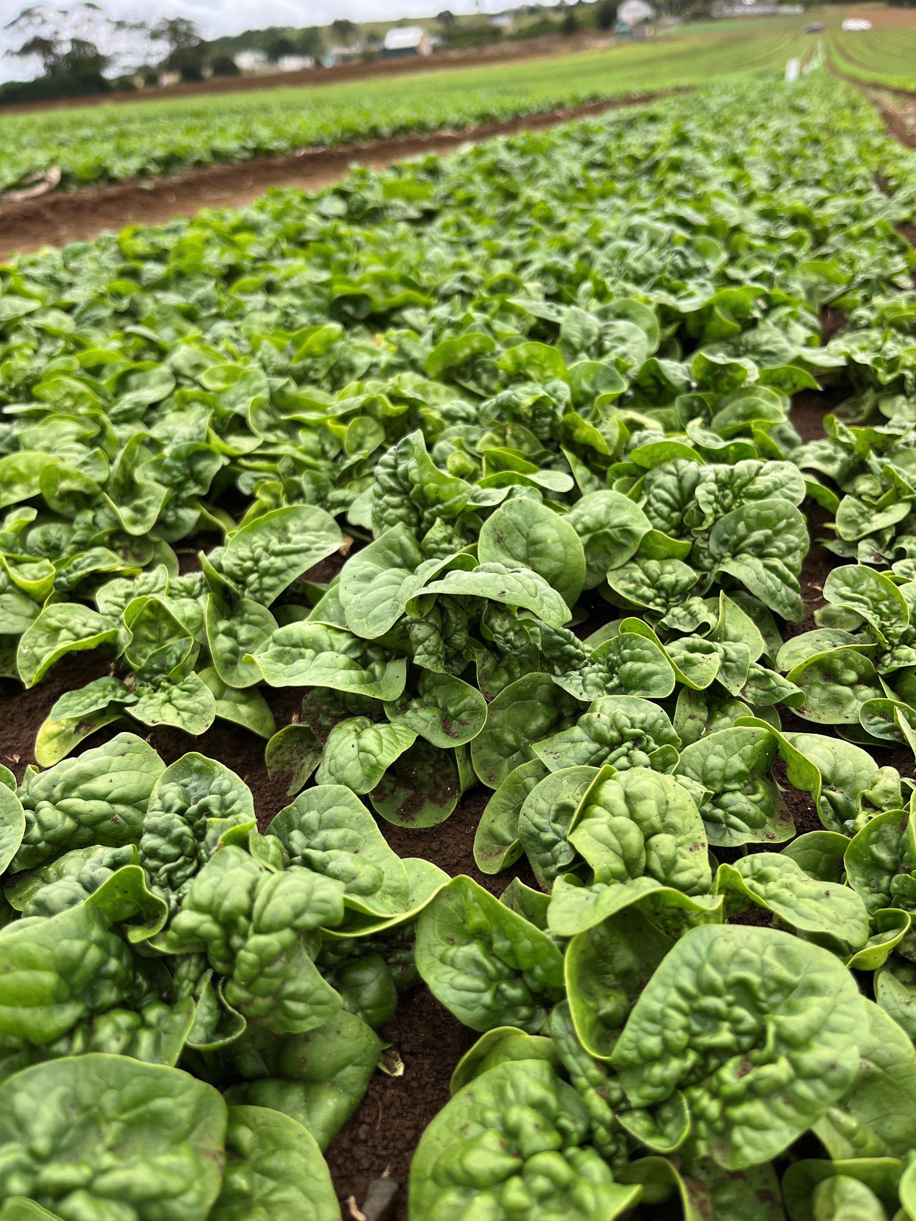 Spinach - YUMA