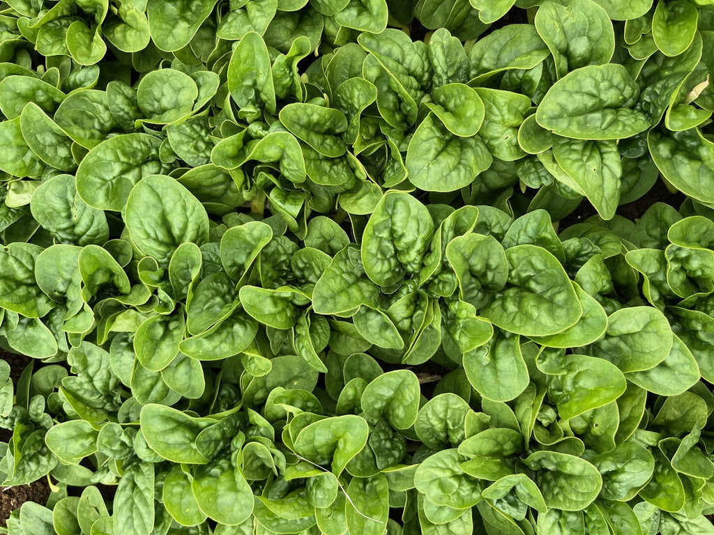 Spinach - YUMA
