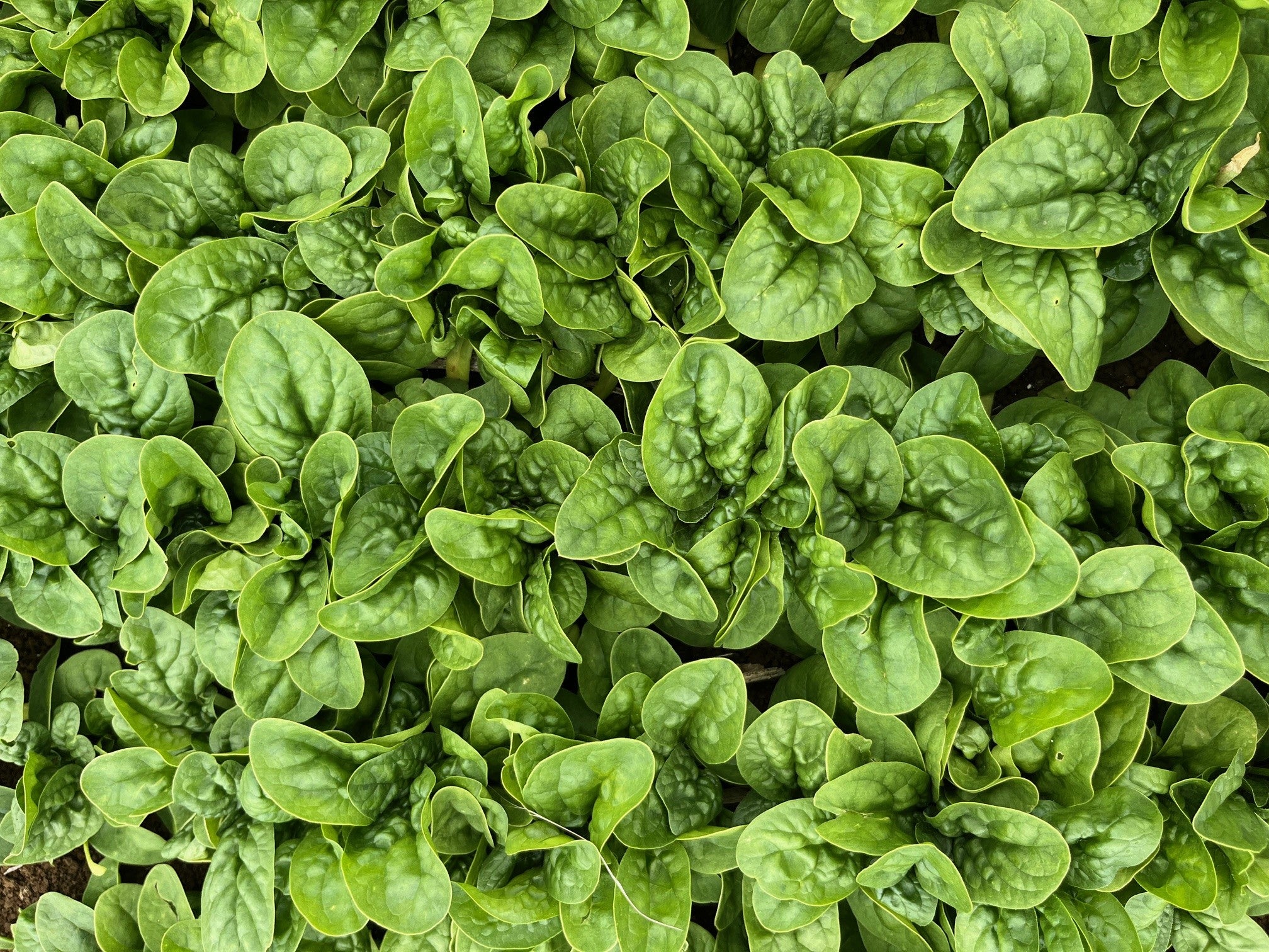 Spinach - YUMA