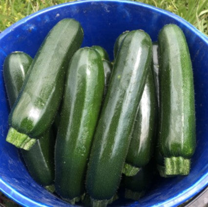 Zucchini - ARMOUR