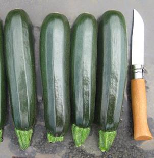 Zucchini - BALLISTIC