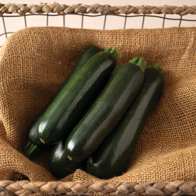 Zucchini - MAVERIC