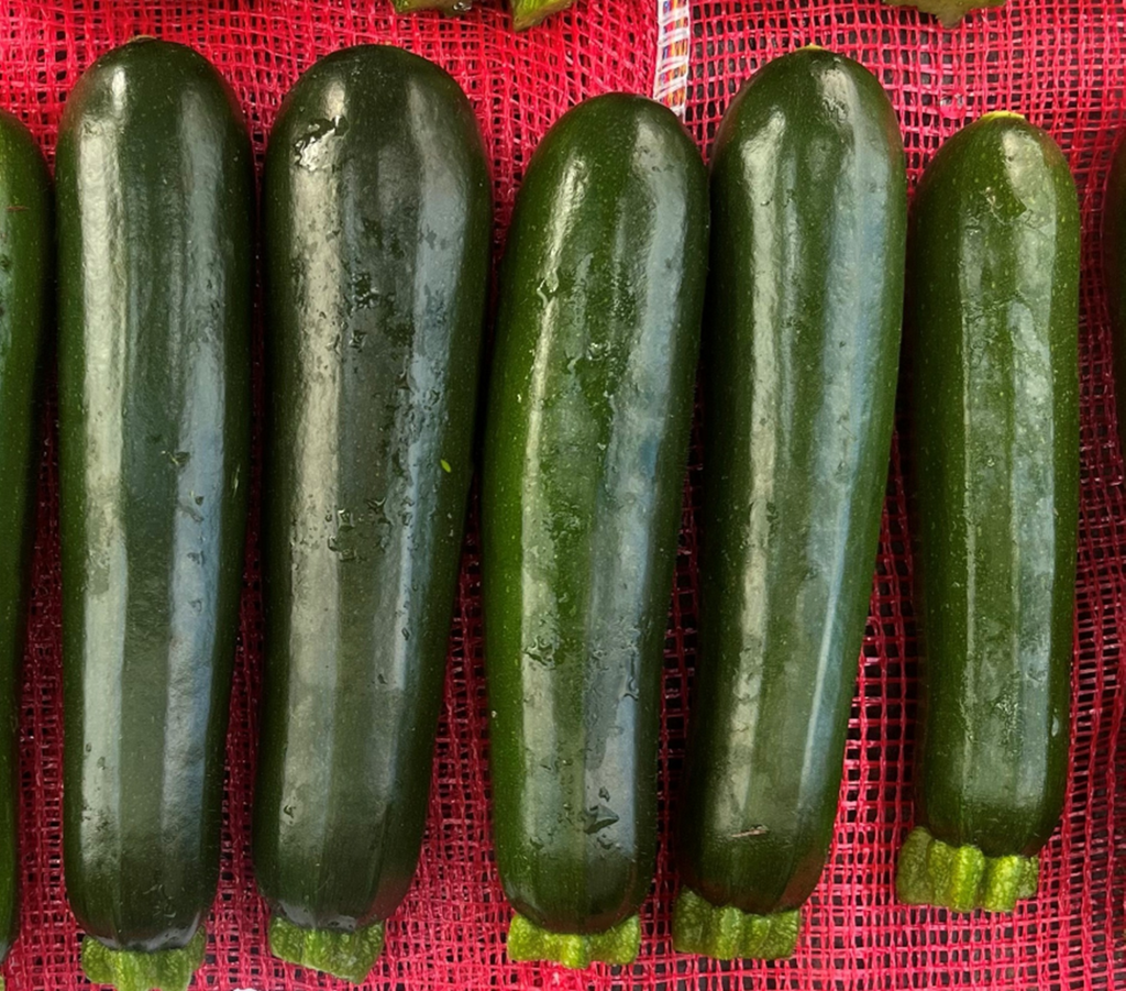 Zucchini - MAVERIC