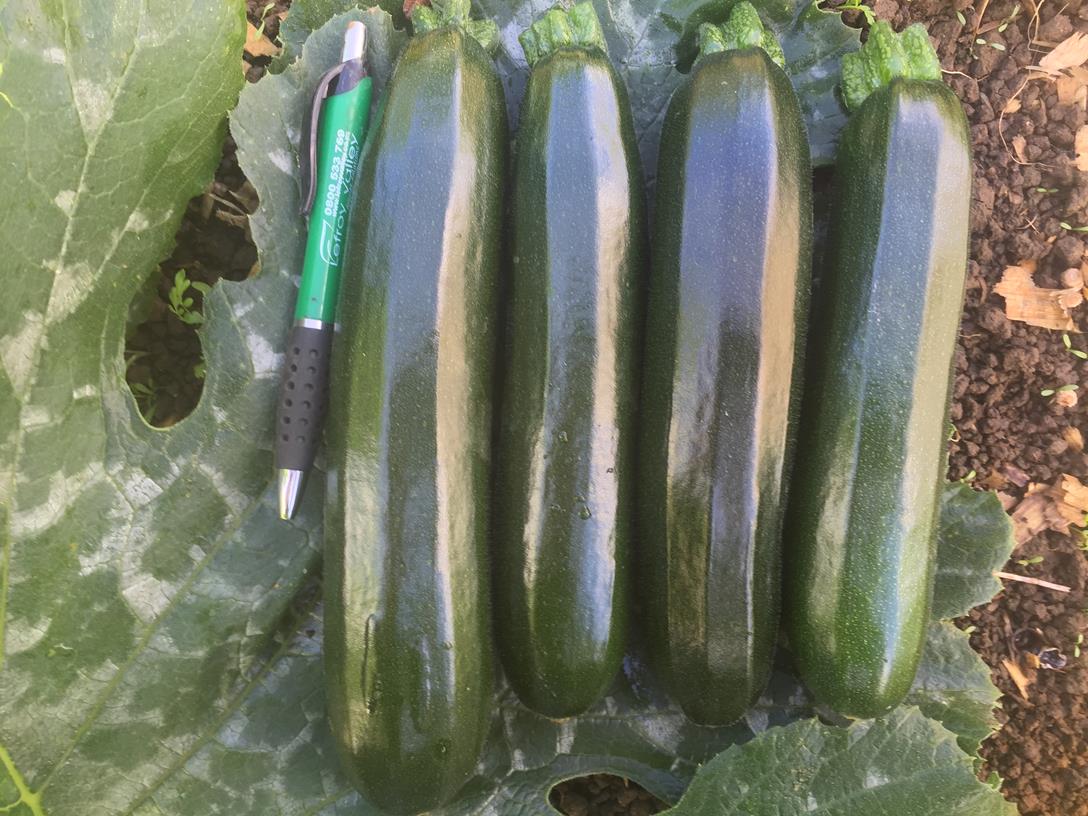 Zucchini - BAZOOKA