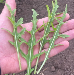 Herb Rocket Wild - QUEST