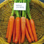 Narvik Commercial Carrot Variety