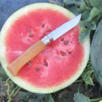 Seedless Watermelon Royal Gem