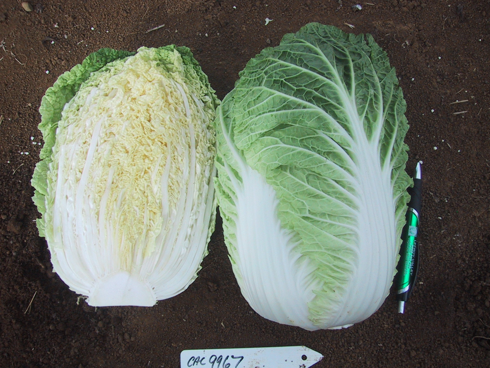 Chinese Cabbage – Samurai