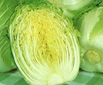 Chinese Cabbage – Bonsai