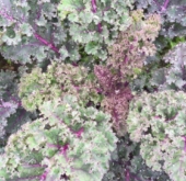Kale – Purple Curl