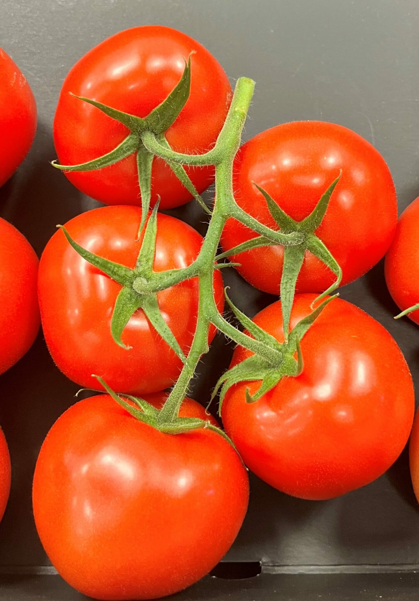 Macxize Lefroy Valley Quality Seeds New Zealand